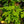 Load image into Gallery viewer, Gatsby Moon Oakleaf Hydrangea