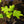 Load image into Gallery viewer, Gatsby Moon Oakleaf Hydrangea