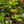Load image into Gallery viewer, Gatsby Moon Oakleaf Hydrangea