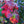 Load image into Gallery viewer, Gatsby Moon Oakleaf Hydrangea