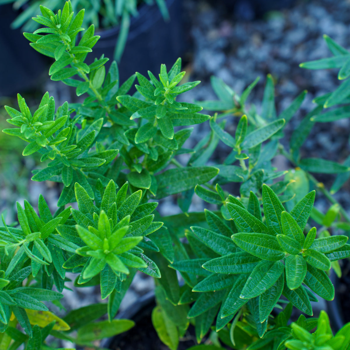 Gay Butterflies Milkweed – Plant Detectives