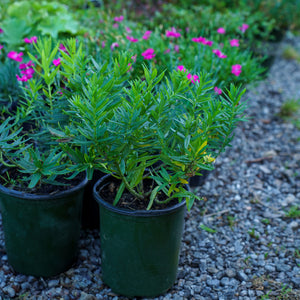 Gay Butterflies Milkweed