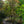 Load image into Gallery viewer, Geisha Gone Wild Japanese Maple