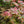 Load image into Gallery viewer, Geisha Gone Wild Japanese Maple