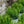 Load image into Gallery viewer, Gem Box Inkberry Holly