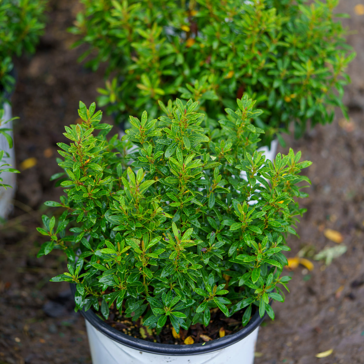 Gem Box Inkberry Holly – Plant Detectives