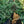 Load image into Gallery viewer, Gentsch White Canadian Hemlock