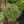 Load image into Gallery viewer, Gentsch White Canadian Hemlock