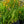 Load image into Gallery viewer, George Davison Crocosmia