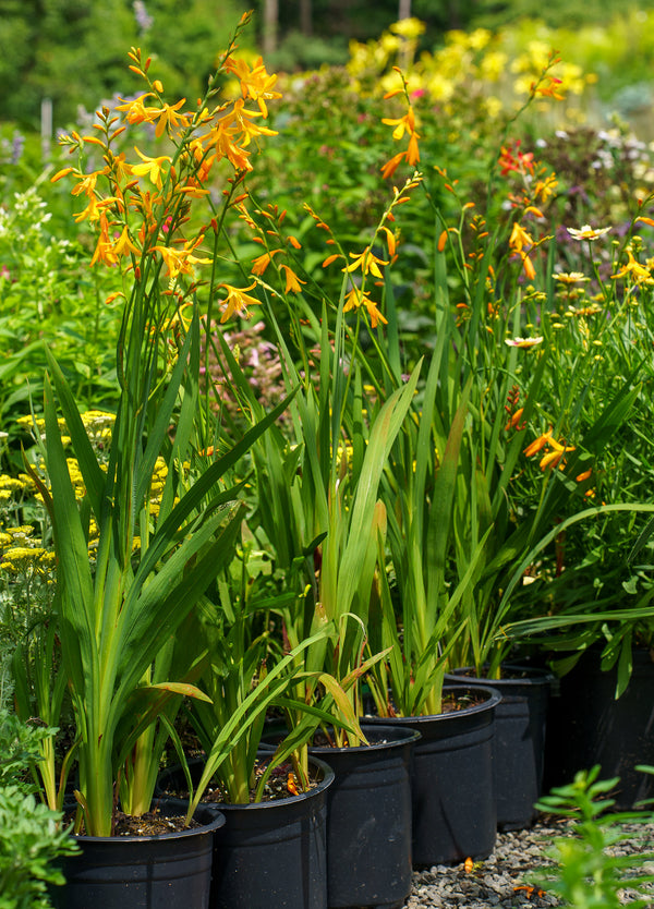 George Davison Crocosmia