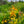 Load image into Gallery viewer, George Davison Crocosmia