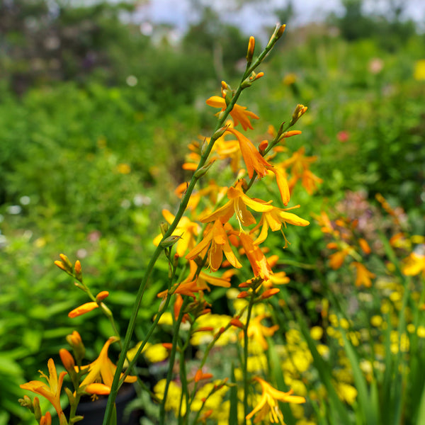 George Davison Crocosmia