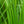 Load image into Gallery viewer, Gerald Darby Iris