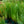 Load image into Gallery viewer, Gerald Darby Iris