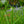 Load image into Gallery viewer, Gerald Darby Iris