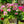 Load image into Gallery viewer, Geranium