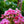 Load image into Gallery viewer, Geranium