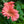 Load image into Gallery viewer, Gerbera Daisies