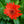 Load image into Gallery viewer, Gerbera Daisies