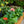 Load image into Gallery viewer, Gerbera Daisies