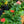 Load image into Gallery viewer, Gerbera Daisies