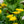 Load image into Gallery viewer, Gerbera Daisies