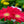 Load image into Gallery viewer, Gerbera Daisies