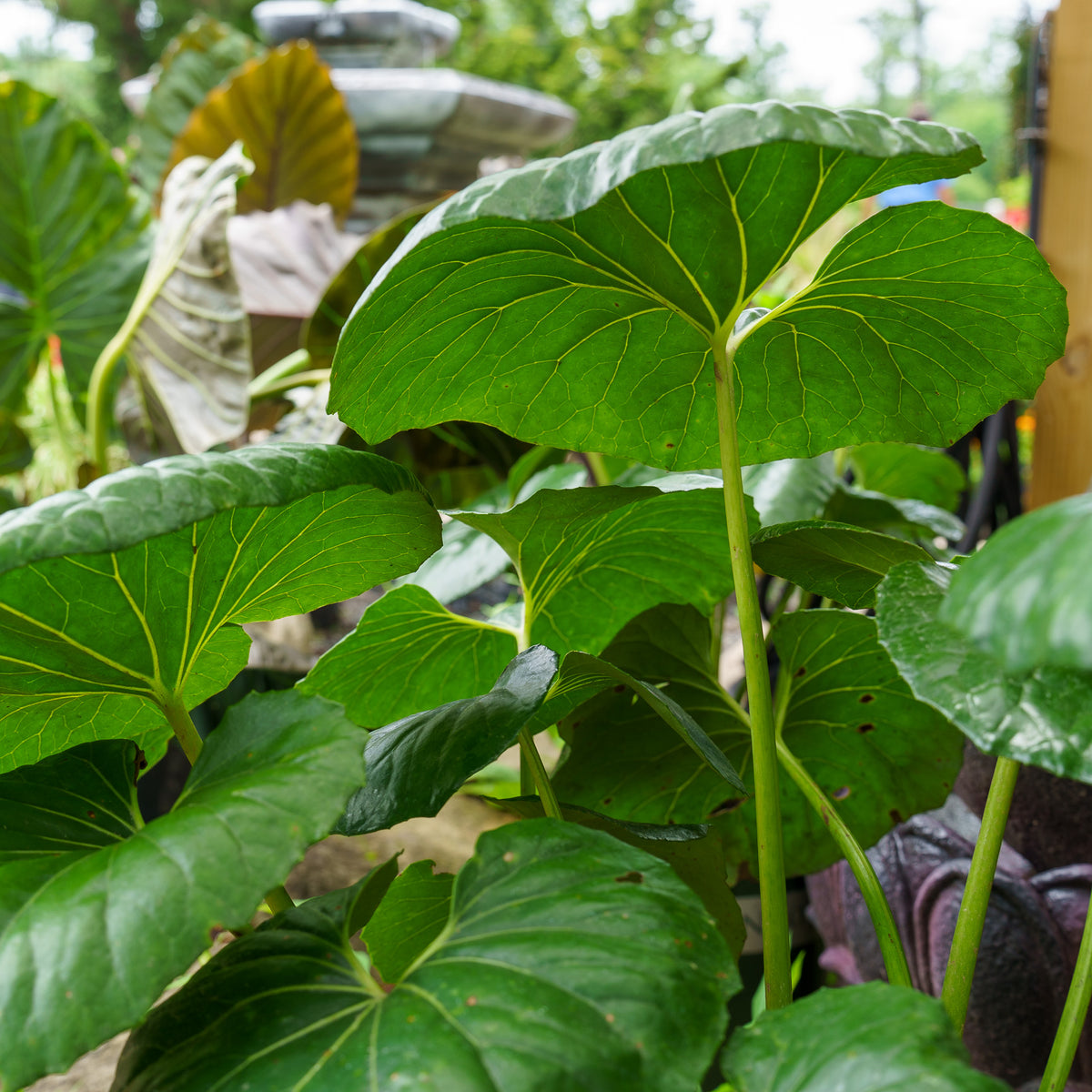 giant leopard plant seeds Giant Leopard Plant – Plant Detectives