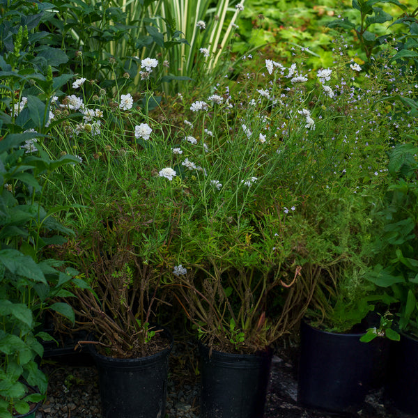 Giga Silver Pincushion Flower