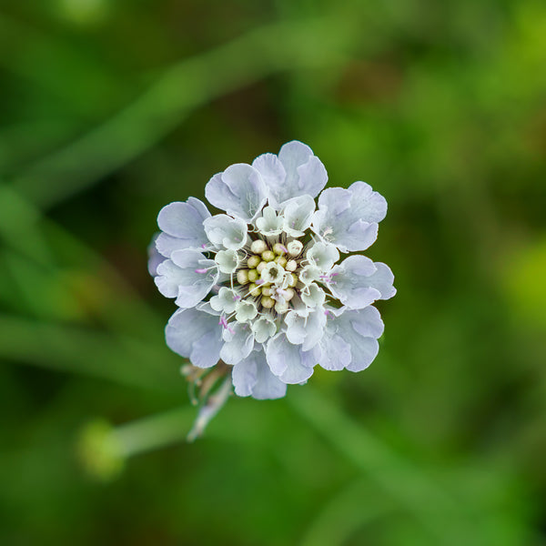Giga Silver Pincushion Flower