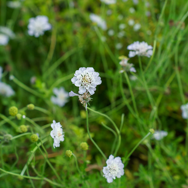 Giga Silver Pincushion Flower