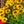 Load image into Gallery viewer, Giggling SmileyZ Black-Eyed Susan