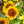 Load image into Gallery viewer, Giggling SmileyZ Black-Eyed Susan