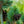 Load image into Gallery viewer, Gimborn's Ideal Japanese White Pine - Pine - Conifers