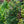 Load image into Gallery viewer, Gimborn's Ideal Japanese White Pine - Pine - Conifers