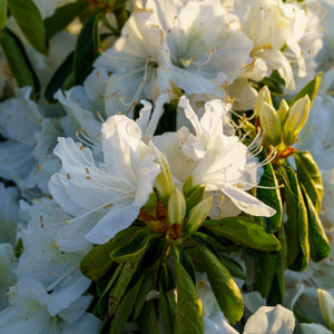 Girard's Pleasant White Azalea