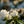 Load image into Gallery viewer, Girard's Pleasant White Evergreen Azalea - Azalea - Shrubs