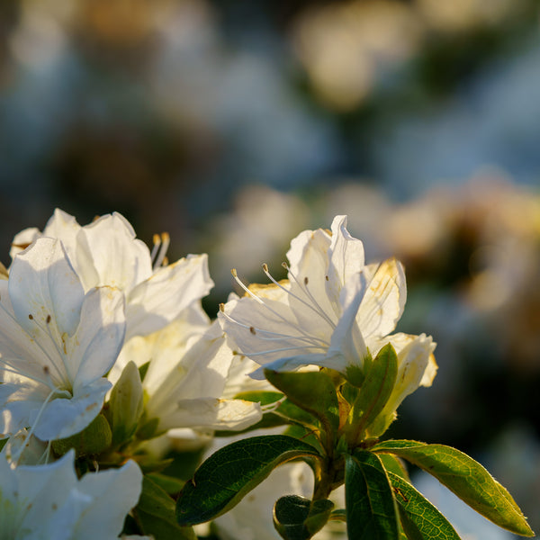 Girard's Pleasant White Evergreen Azalea - Azalea - Shrubs