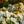 Load image into Gallery viewer, Girard's Pleasant White Evergreen Azalea - Azalea - Shrubs
