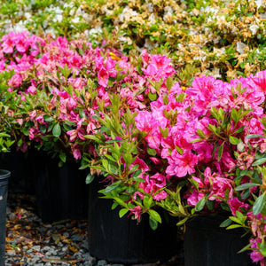 Renee Michelle Azalea