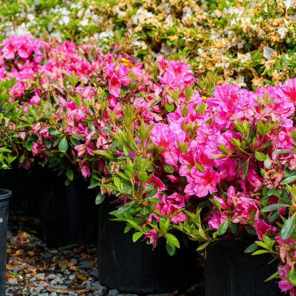 Renee Michelle Evergreen Azalea - Azalea - Shrubs
