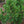 Load image into Gallery viewer, Glauca Swiss Stone Pine