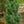 Load image into Gallery viewer, Glauca Swiss Stone Pine