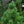 Load image into Gallery viewer, Glauca Swiss Stone Pine
