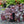 Load image into Gallery viewer, Glitter Coral Bells