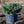 Load image into Gallery viewer, Dwarf Globe Colorado Blue Spruce - Spruce - Conifers