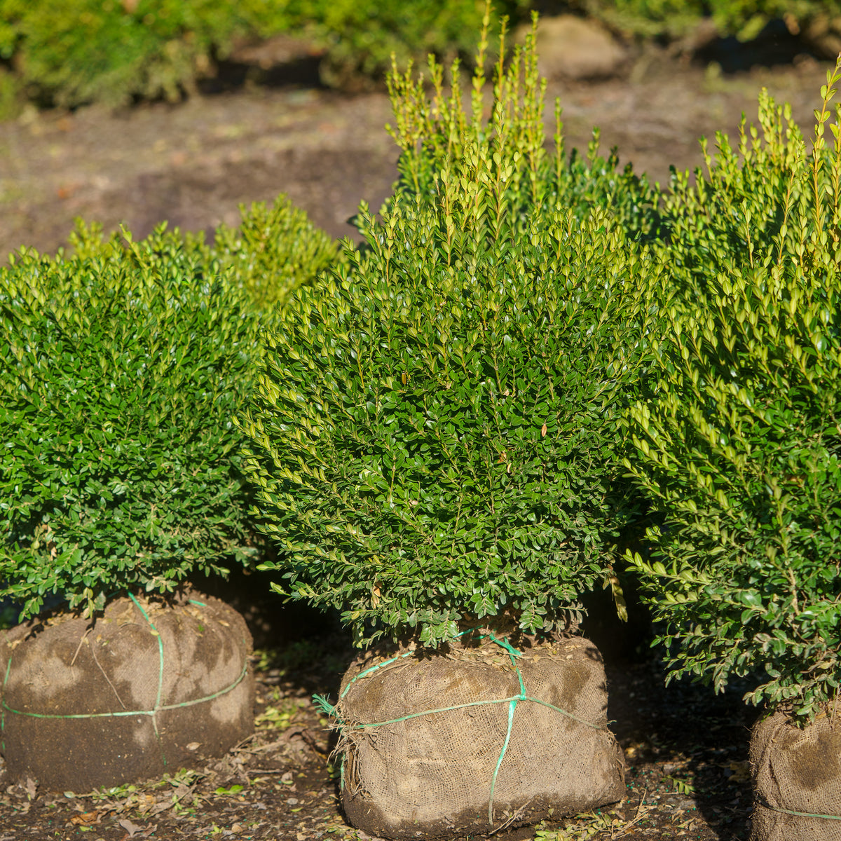 Globe Green Mountain Boxwood – Plant Detectives