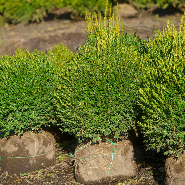 Globe Green Mountain Boxwood