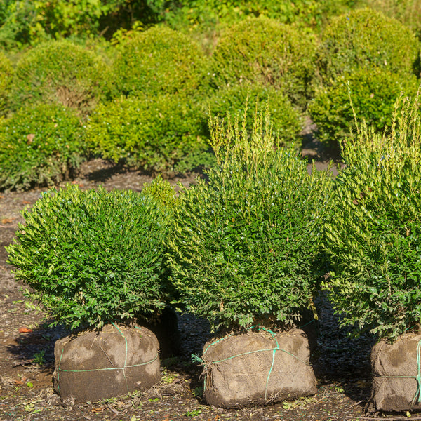 Globe Green Mountain Boxwood