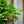 Load image into Gallery viewer, Glowing Hearts Andromeda - Andromeda - Shrubs